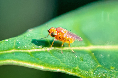 Trihogrammu dzīves ilgums ir 10–11 dienu, pēc tam darbu turpina nākamā paaudze.