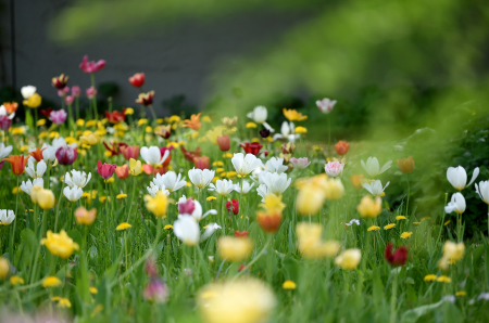 Tulpes Rīgas psihiatrijas un narkoloģijas centra teritorijā.
