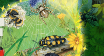 Grāmata bērniem “Grāmata ar lukturīti: Kukaiņi un zirnekļi”.