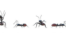 Skudras