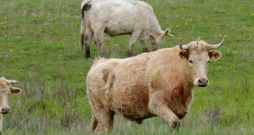 Šarolē (Charolle) gaļas govis