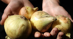 Lai sīpoli labi padotos, jāpiedomā pie pareizas mēslošanas.