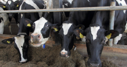 Piena lopkopībā būtiskākais nosacījums ir somatisko šūnu skaits pienā, kas atkarīgs no govs  veselības un labturības.
