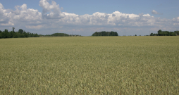 Kviešu lauks.