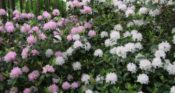Ziedoši 'Karolīnas' šķirnes rododendri.