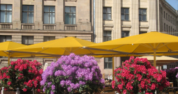 Rododendri koka kastēs Doma laukumā Vecrīgā.