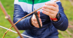 Droši var nogriezt visus sīkos dzinumus, saīsināt garos.