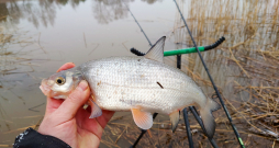 Vimbas cīnās labi, bet vienmēr ceru uz breksi. Vimbas cīnās labi, bet vienmēr ceru uz breksi.