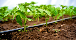 Pilienlaistīšana ir viens no efektīvākajiem veidiem dārzeņu audzēšanā. Pilienlaistīšana ir viens no efektīvākajiem veidiem dārzeņu audzēšanā.