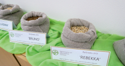 Priekuļos izveidotās zirņu šķirnes 'Rebekka', 'Bruno' un 'Lāsma'.
