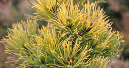 9. Kalnu priede (Pinus mugo) ‘Dezember Gold’ 9. Kalnu priede (Pinus mugo) ‘Dezember Gold’