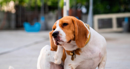   Ja suns sāk bieži kasīt ausis, tam var būt daudz nopietnu cēloņu, tāpēc visprātīgāk ir meklēt veterinārārsta palīdzību.