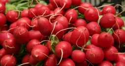 Ar lielo C vitamīna daudzumu redīsi sapurina imunitāti, stiprina asinsvadu sieniņas.