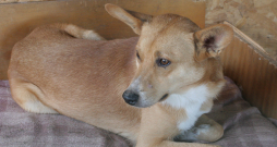 PVD aicinājums sterilizēt/kastrēt suni var būt tikai kā ieteikums.