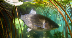 Uz ūdensrozēm un lēpju lapām vienmēr ir daudz kāpuru un dažādu organismu, ar kuriem zivis labprāt barojas. Uz ūdensrozēm un lēpju lapām vienmēr ir daudz kāpuru un dažādu organismu, ar kuriem zivis labprāt barojas.