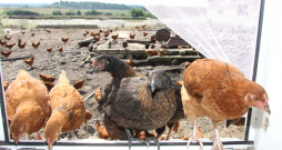 Vistas. Ilustratīvs attēls. Vistas. Ilustratīvs attēls.