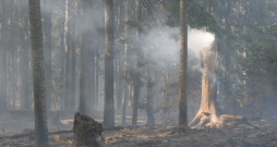 Meža ugunsgrēks.