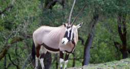 Dienvidāfrikas orikss. Dienvidāfrikas orikss.