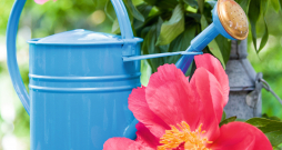 Peonijām un citām ziemcietēm ieteicams dot mēslojumu šķidrā formā. Peonijām un citām ziemcietēm ieteicams dot mēslojumu šķidrā formā.