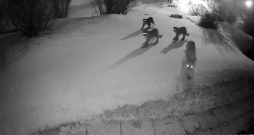Ekrānuzņēmums no ārdurvju kameras videoklipa – pa pagalmu pstaigājas pumas.