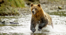 Grizlilācis, viena no brūno lāču pasugām. Tā skriešanas ātrums sasniedz 56 km/h.