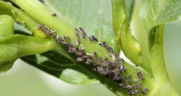 Laputis.
