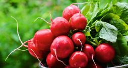 Lai izaugtu labi redīsi, cita starpā  ir svarīga arī augšanas vietas maiņa.