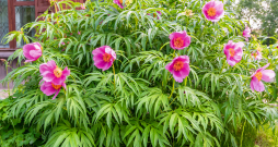 Peonija ir ne tikai skaists, bet arī dziedinošs augs. Peonija ir ne tikai skaists, bet arī dziedinošs augs.