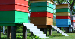 Par bišu stropu pārvietošanu uz vasaras ganībām turpmāk būs jāziņo Lauksaimniecības  datu centram.