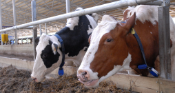 Lai precīzo tehnoloģiju izmantošana dotu lietojamu rezultātu, tiek izmantoti dati no piena, govs ķermeņa, uzvedības, fizioloģijas. 