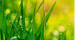 Vārpatas preparāti uzmundrina, stimulē sirdsdarbību, nedaudz paaugstina asinsspiedienu, mazina galvassāpes Vārpatas preparāti uzmundrina, stimulē sirdsdarbību, nedaudz paaugstina asinsspiedienu, mazina galvassāpes