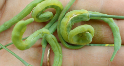 Tripša bojāts rapsis. Tripša bojāts rapsis.