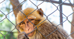 Makaka pērtiķis. Makaka pērtiķis.