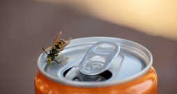 Dzerot no skārdenes, lapseni var arī nepamanīt.