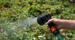 Dārza laistīšana. 