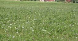 Bioloģiskās pļavas Madonas pusē. 