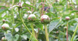 Jaunas peonijas zieds vienmēr tiek gaidīts kā pārsteigums.