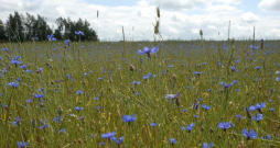 Ilustratīvs attēls.