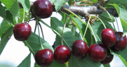 Ķirši Dārzkopības institūta dārzā Dobelē.