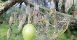 Tinēja apskādēta plūme. Tinēja apskādēta plūme.