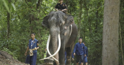 Šonedēļ Sak Surin tika ievietots rehabilitācijai īpašajā ziloņu aizsardzības centrā Taizemes ziemeļu Lampangas provincē.