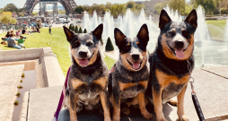 Zitas suņuki apceļojuši dažādas Eiropas valstis – te visi kopā bauda romantisko Parīzi. Zitas suņuki apceļojuši dažādas Eiropas valstis – te visi kopā bauda romantisko Parīzi.