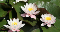 Ūdensrozes. Ūdensrozes.