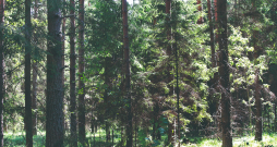 Viens no iepriekšējo gadu konkursa uzvarētājiem - Valmieras novada saimnieka Jura Ozoliņa mežs.
