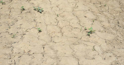 Zemkopības ministrija uzskata, ka 2023. gada nelabvēlīgie meteoroloģiskie apstākļi augkopības un lopkopības nozarēm radīs ieņēmumu samazinājumu līdz 301 miljonu eiro apmēram.