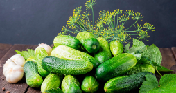 Gurķīši gatavi konservēšanai.