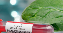 'E. coli' baktērijai ir daži celmi, kas veido toksīnus, kuri bojā zarnu gļotādu un var izraisīt slimības.