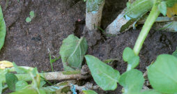 Precīzi grūti noteikt, kas īsti vainojams pelēkajā apsarmē, bet šķiet, ka tā varētu būt pelēkā puve.