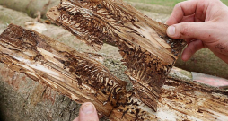 Egļu astoņzobu mizgrauža postījumi. Egļu astoņzobu mizgrauža postījumi.