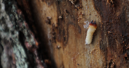 Egļu astoņzobu mizgrauža kāpurs. Egļu astoņzobu mizgrauža kāpurs.